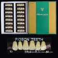 PIGEON SP-3 T3 multicolor anterior false teeth|denal supplies